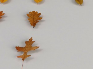 dead autumn leaves 3D 모델