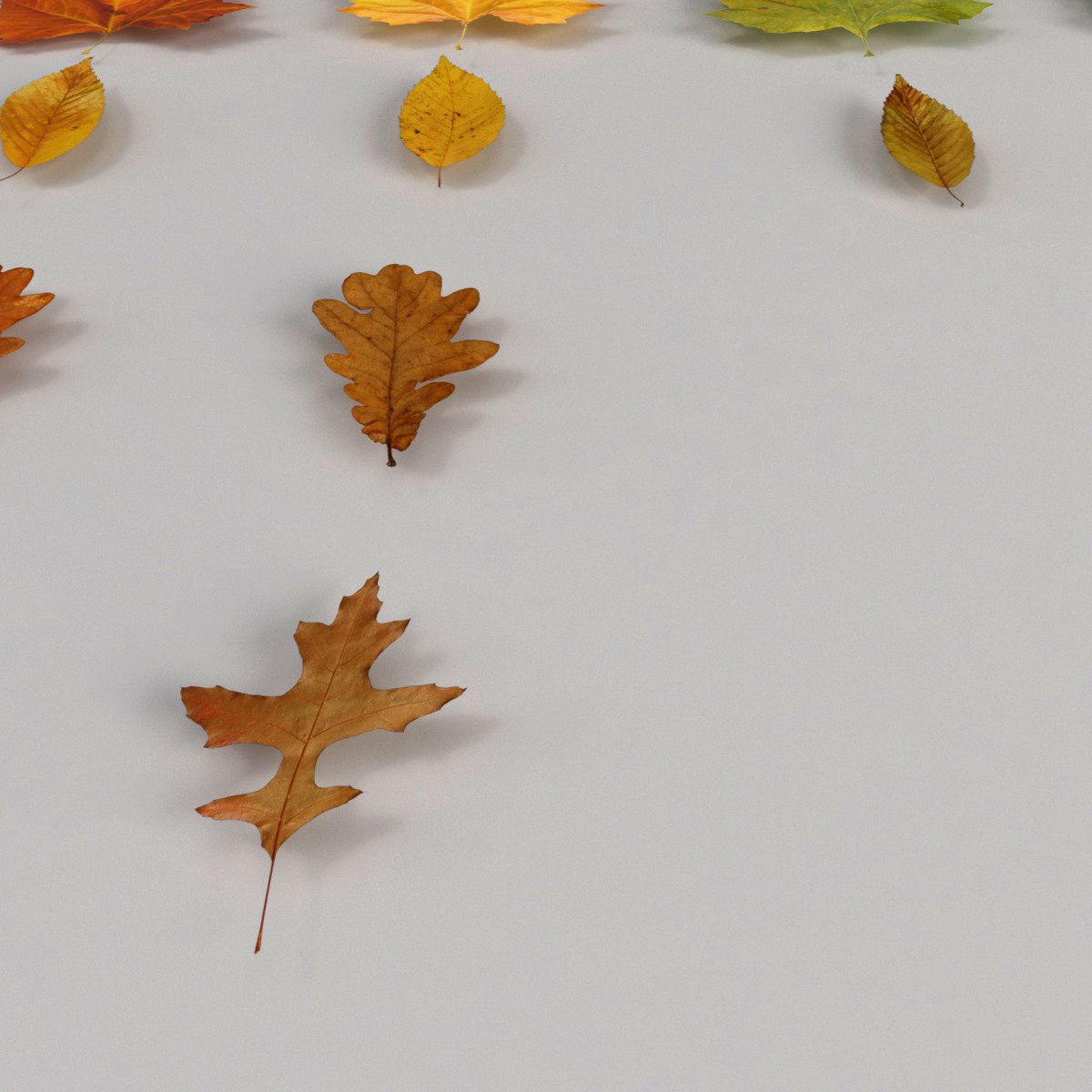 Leaves model