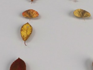 dead autumn leaves 3D 모델