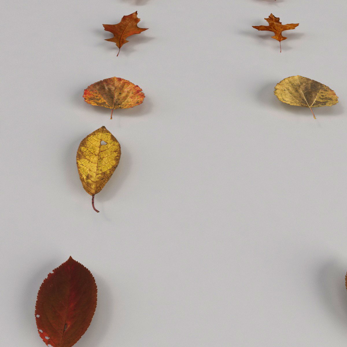 Leaves model