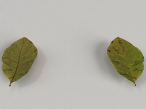 dead autumn leaves 3D 모델