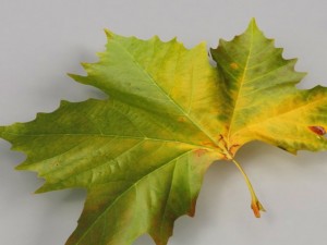 dead autumn leaves 3D 모델
