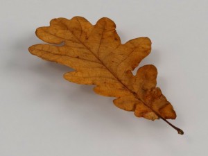 dead autumn leaves 3D 모델