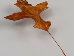 dead autumn leaves 3D 모델