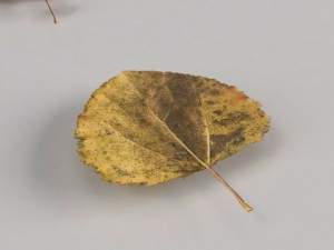 dead autumn leaves 3D 모델