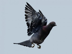 pigeon 3D Model