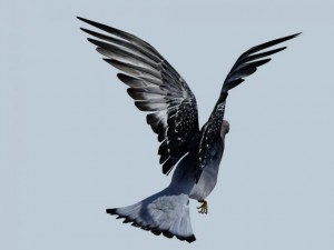 pigeon 3D Model