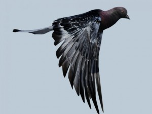 pigeon 3D Model