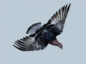 pigeon 3D Model