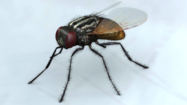 mosca Modèle 3D .c4d .max .obj .3ds .fbx .stl .blend 