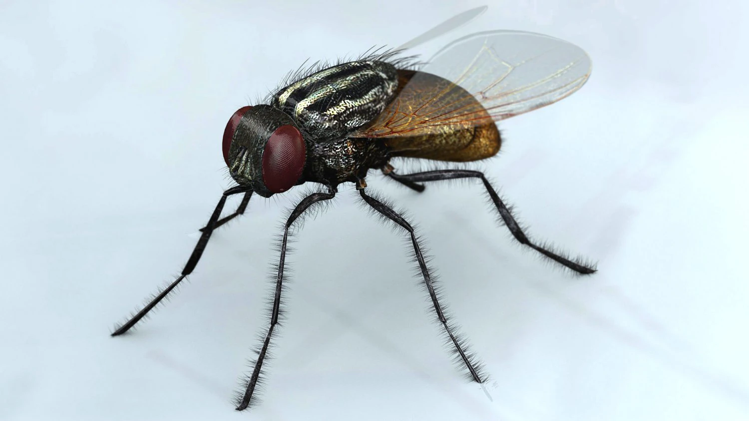 mosca 3D Model .c4d .max .obj .3ds .fbx .stl .blend 