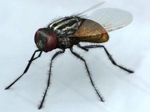 mosca Modello 3D