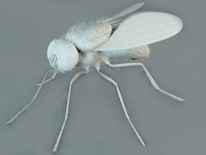 mosca Modèle 3D