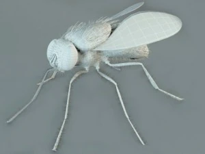 mosca 3D Model