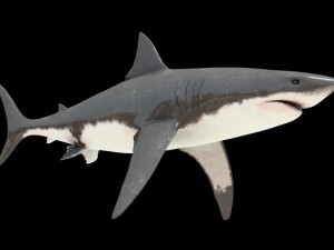 tiburon blanco Modèle 3D