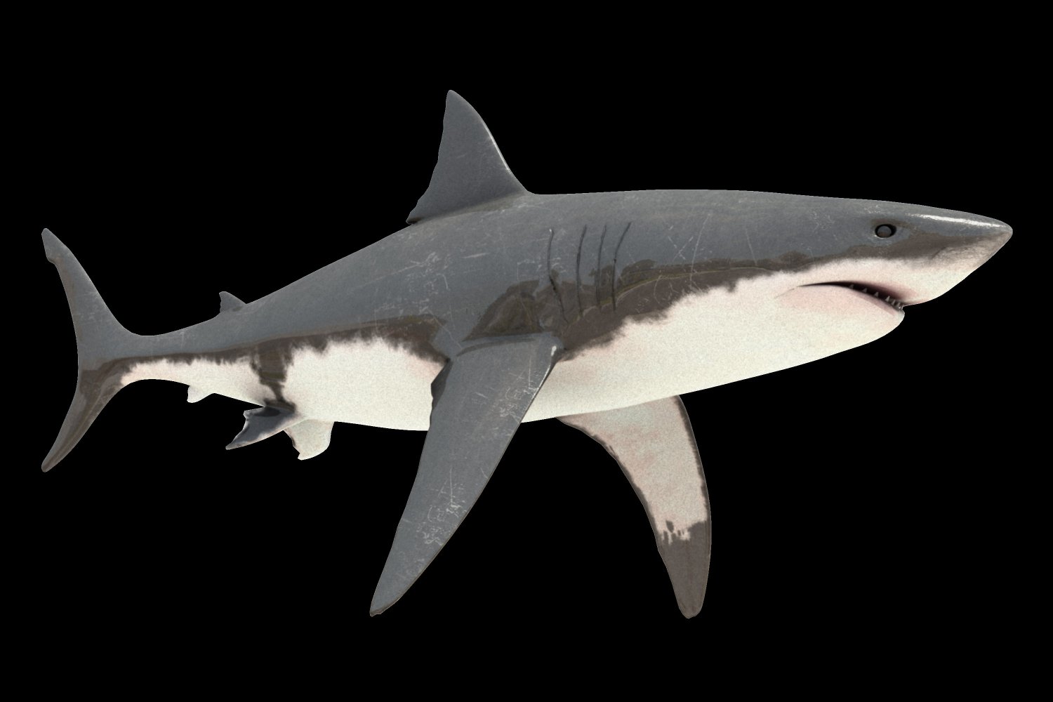 Tiburon Blanco 3d Model In Shark 3dexport