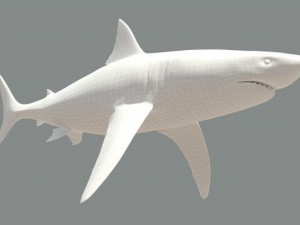 tiburon blanco 3D मॉडल