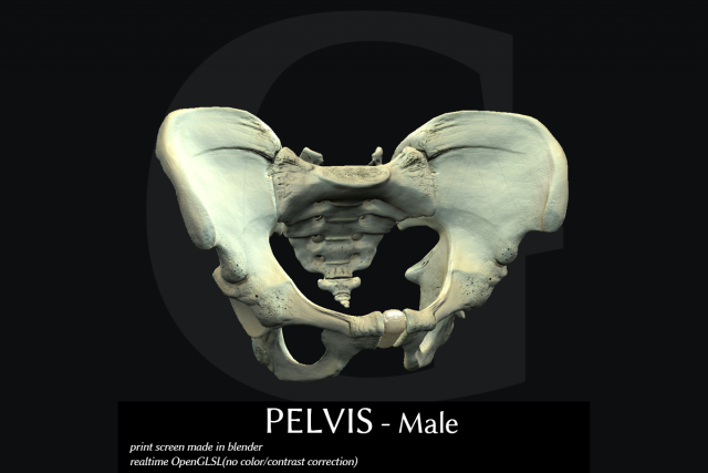 pelvis  male Modèle 3D .c4d .max .obj .3ds .fbx .stl .blend 