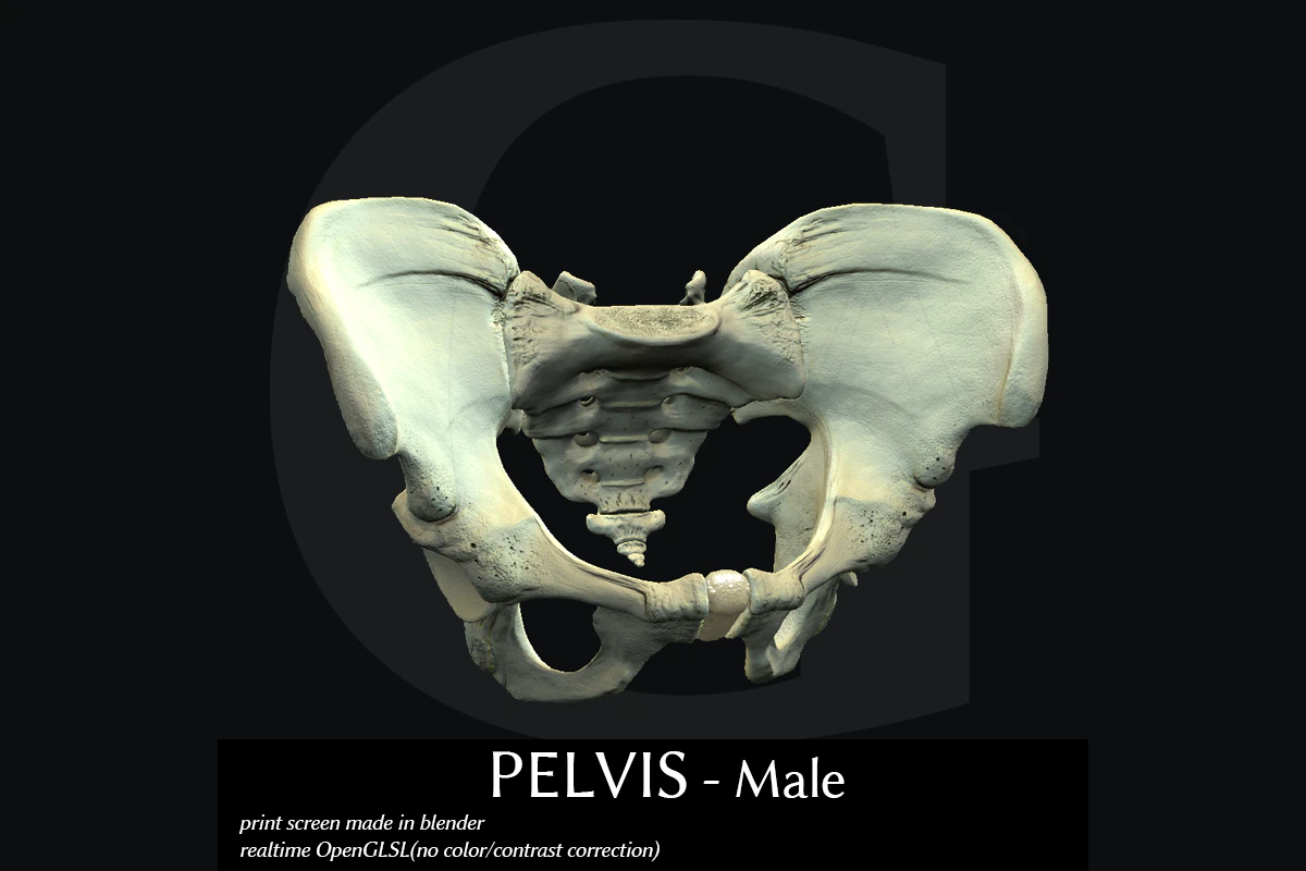 pelvis male 3D Model .c4d .max .obj .3ds .fbx .stl .blend