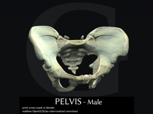 pelvis  male 3D Model