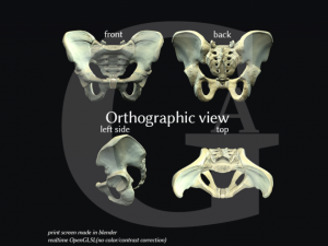 pelvis  male Modèle 3D