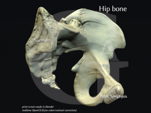 pelvis  male Modèle 3D