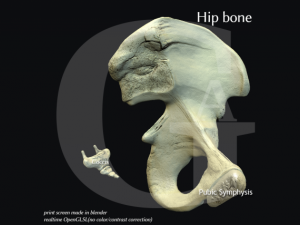 pelvis  male Modèle 3D