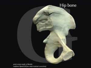 pelvis  male Modèle 3D