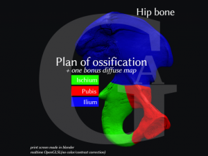 pelvis  male Modèle 3D