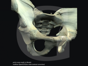 pelvis  male Modèle 3D