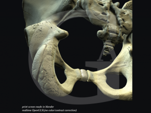 pelvis  male Modèle 3D