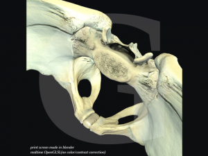 pelvis  male Modèle 3D