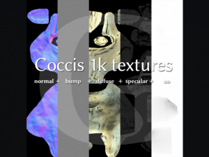 pelvis  male Modèle 3D