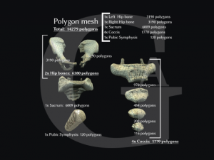 pelvis  male Modèle 3D