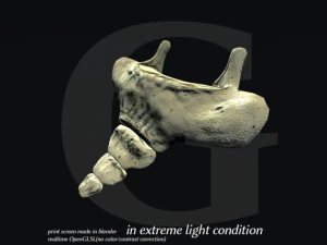 pelvis  male 3D Model