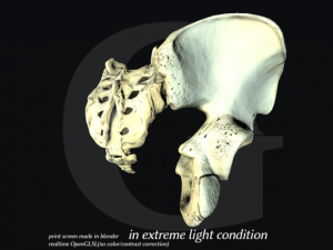 pelvis  male Modèle 3D