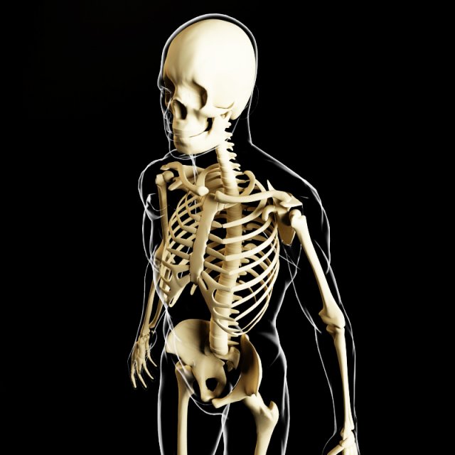 skeleton and human body Modelo 3D .c4d .max .obj .3ds .fbx .stl .blend 