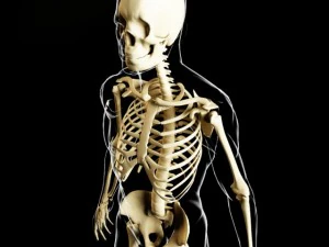 skeleton and human body 3D Model