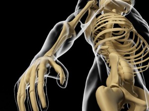 skeleton and human body Modelo 3D