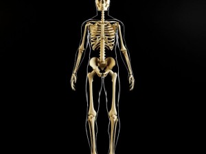 skeleton and human body Modelo 3D
