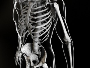 skeleton and human body Modelo 3D
