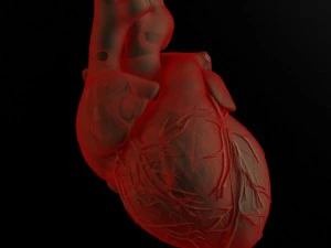 hart en lichaam 3D Model