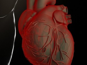 heart and body Modelo 3D