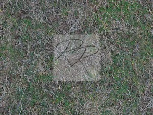 grass texture pbr ready CG Textures