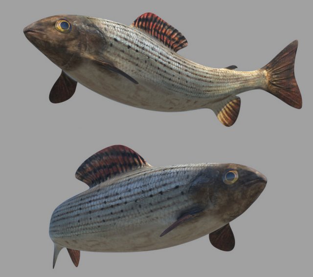 fish Modèle 3D .c4d .max .obj .3ds .fbx .stl .blend 