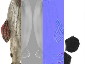 fish 3D Model