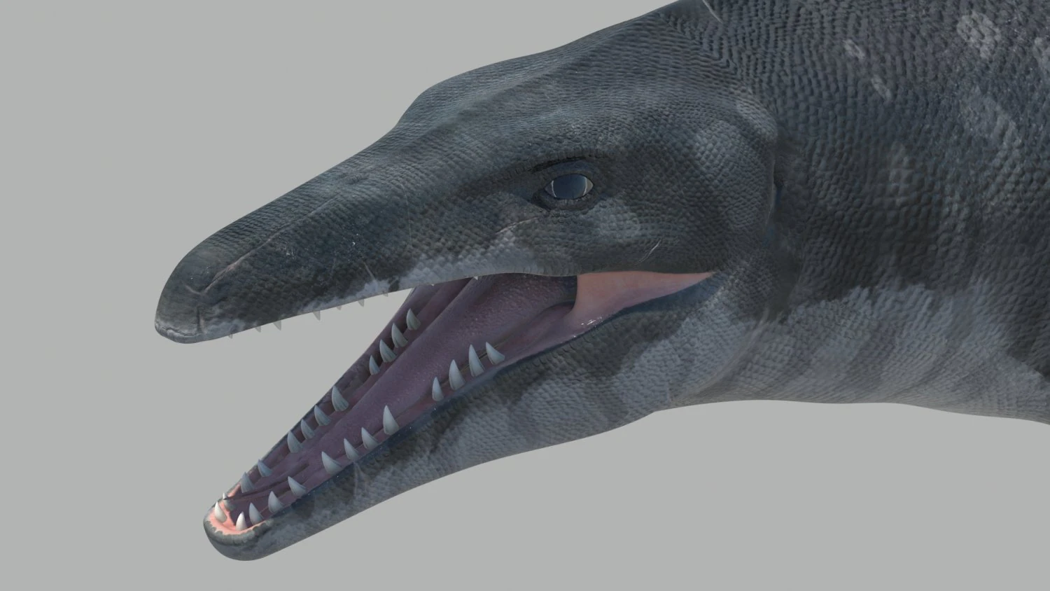Mosasaurus hoffmanni 3D Model .c4d .max .obj .3ds .fbx .stl .blend 