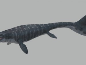 Mosasaurus hoffmanni 3Dモデル