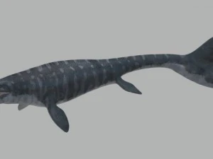 Mosasaurus hoffmanni 3D Model
