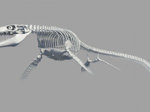 Mosasaurus hoffmanni 3Dモデル